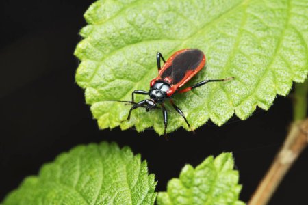 Rot-schwarzer Assasin-Käfer, Zelus longipes, Satara, Maharashtra, Indien