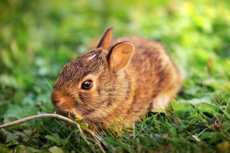 Foto de Cucciolo di coniglietto nel prato verde - Imagen libre de derechos