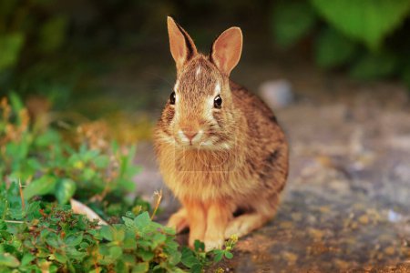 Foto de Cucciolo di coniglietto nel prato verde - Imagen libre de derechos