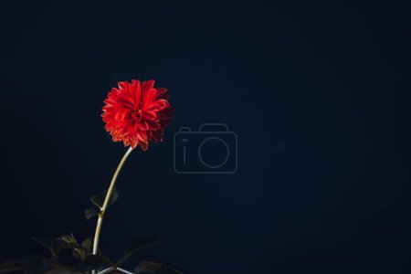 Single flower and a dark background