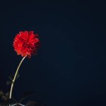 Single flower and a dark background