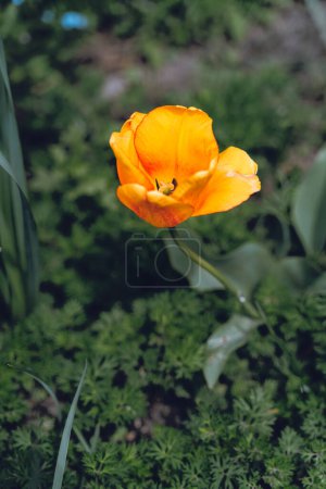 A slant tulip in the garden