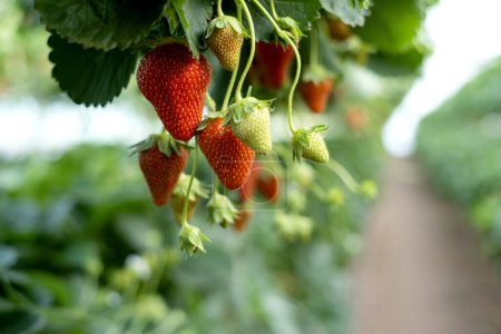 Photo for Red ripe strawberries grow in vertical beds on an organic farm. - Royalty Free Image
