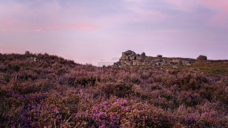 Surprise View, Peak District, Royaume-Uni - 2023 : La bruyère pourpre fleurit autour des affleurements rocheux du Peak District alors que le soleil se couche et que le ciel devient violet