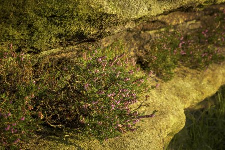 Surprise View, peak District, Royaume-Uni - 2023 : La bruyère pourpre fleurit sous le soleil d'afternnon