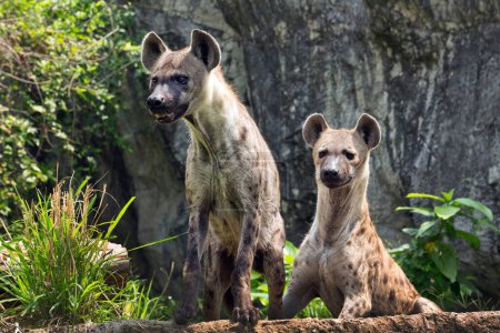 Gefleckte Hyäne in freier Natur.
