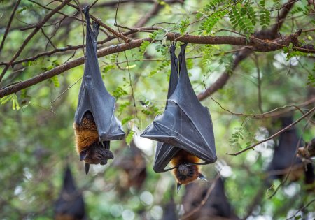 Photo for Lyle's flying fox ( Pteropus lylei) Resting on a tree. - Royalty Free Image