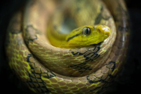 Colorido y aspecto de serpiente de gato con dientes de perro (Boiga cynodon).