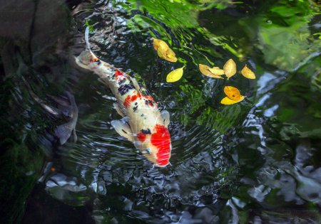 Photo for Koi swimming in the pond. - Royalty Free Image