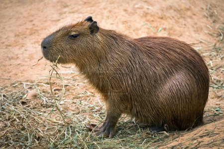 Photo for Capibara is resting in nature. - Royalty Free Image