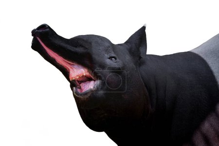 Téléchargez les photos : Tapir bouche ouverte sur fond blanc. - en image libre de droit