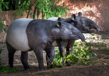 Photo for The family of tapirs in the natural atmosphere. - Royalty Free Image