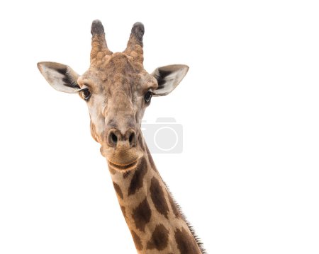Foto de Cabeza y cuello de jirafa sobre fondo blanco. - Imagen libre de derechos