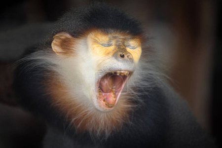 Red-shanked Douc Langur (Pygathrix nemaeus) are open mouth.