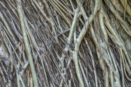 Photo for Pattern of the banyan root for the background. - Royalty Free Image