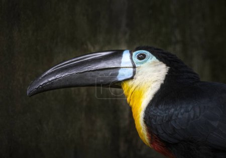 Channel-billed toucan colorful toucan native to Brasil.