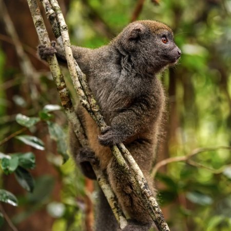 Photo for Eastern lesser Bamboo lemur - Hapalemur griseus - holding to a thin tree, closeup detail to furry face looking to side. - Royalty Free Image