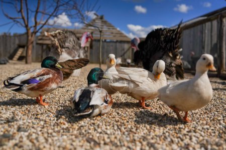Photo for Group of ducks on small round stones ground, blurred farm background, close detail, shallow depth field photo. - Royalty Free Image