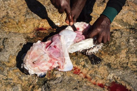 Photo for Malagasy fisher cleaning freshly caught porcupine pufferfish on the beach, detail as sun shine over his bare feet and hand holding knife cutting fish, intestines visible. - Royalty Free Image