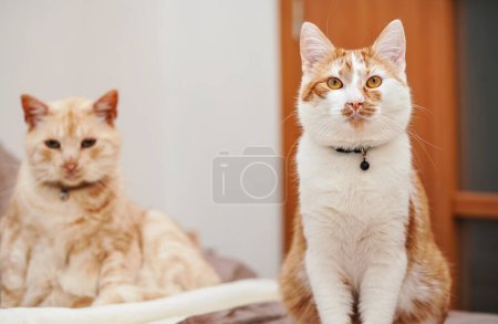 Téléchargez les photos : Deux chats de couleur crème reposant à la maison, plus jeunes plus près l'un de l'objectif - en image libre de droit