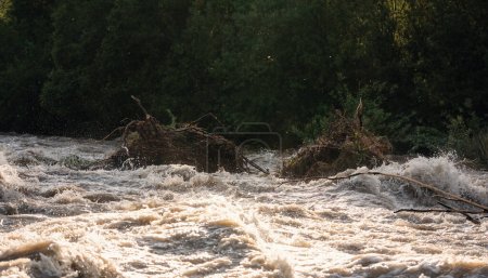 Téléchargez les photos : Soleil brille sur l'eau d'inondation sale qui coule rapidement dans la rivière, prenant quelques petits arbres avec des racines - en image libre de droit