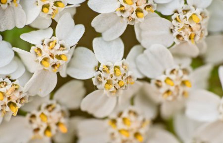 Yarrow común diminutas flores blancas y amarillas, primer plano macro detalle