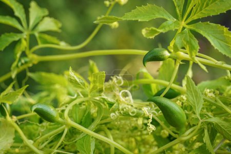 Téléchargez les photos : Petits fruits d'achocha vert - également connu sous le nom de concombre des Andes poussant dans le jardin, détails rapprochés. - en image libre de droit