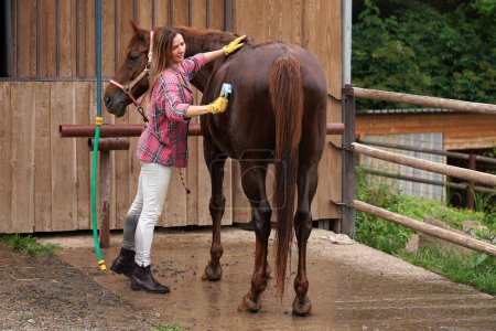 Jeune femme en chemise nettoyage cheval brun après le lavage avec grattoir à sueur
