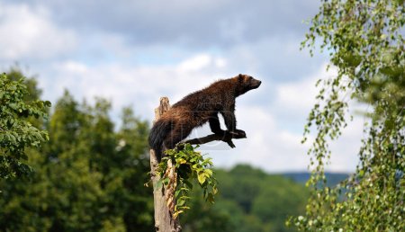 Téléchargez les photos : Wolverine alias wolverene - Gulo gulo - reposant sur un arbre sec, une forêt floue et un fond de ciel - en image libre de droit