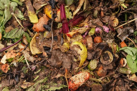 Foto de Montón de compost de jardín - restos de verduras y frutas de la cocina - detalle de primer plano desde arriba - Imagen libre de derechos