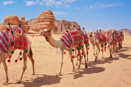 Foto de Grupo de camellos, asientos listos para los turistas, caminando en el desierto de AlUla en un día soleado brillante, detalle de primer plano. - Imagen libre de derechos