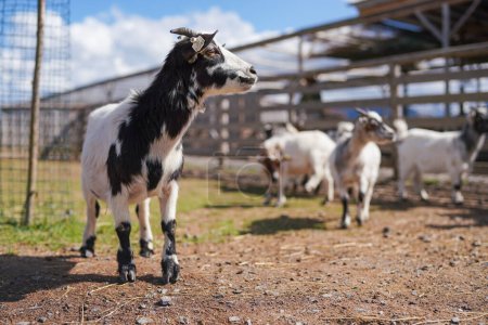 Téléchargez les photos : Groupe de petites chèvres pygmées blanches et noires d'Amérique du Cameroun détail gros plan sur la tête avec des cornes, ferme floue avec plus d'animaux de fond. - en image libre de droit
