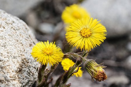 Téléchargez les photos : Petit coltsfoot jaune vif - Tussilago farfara - fleurs poussant dans un sol gris et des feuilles sèches, détail macro gros plan - en image libre de droit