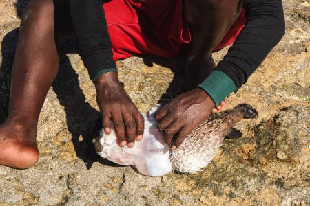 Photo for Malagasy fisher cleaning freshly caught porcupine pufferfish on the beach, detail as sun shine over his bare feet and hand removing skin from fish. - Royalty Free Image