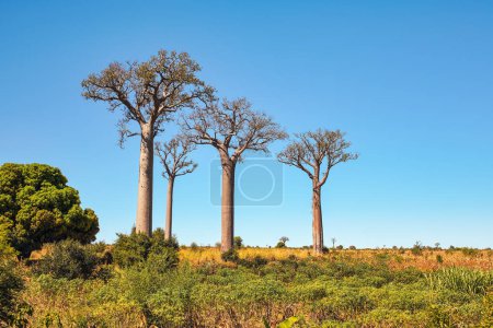 Téléchargez les photos : Grass, small shrubs growing on flat land, tall baobab trees in distance, typical Madagascar landscape are region near Maninday - en image libre de droit