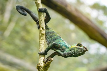 Photo for Small jewelled chameleon holding on tree twig, closeup detail - Royalty Free Image