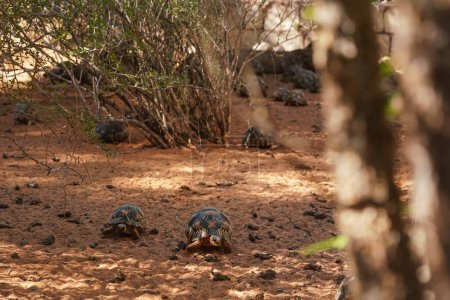 Foto de Tortugas radiadas - Astrochelys radiata - Especies de tortugas en peligro crítico, endémicas de Madagascar, caminando sobre el suelo cerca de los árboles - Imagen libre de derechos