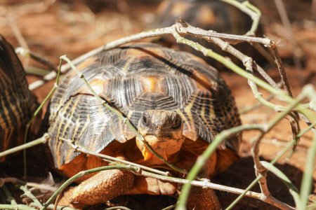 Foto de Tortuga radiada - Astrochelys radiata - especie de tortuga en peligro crítico, endémica de Madagascar, caminando por el suelo cerca de ramitas y hojas, detalle de primer plano en la cabeza - Imagen libre de derechos