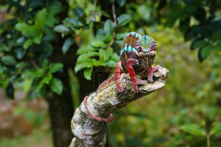 Photo for Dark colorful Parson's chameleon - Calumma parsonii - walking on tree branch, green leaves around, front view - Royalty Free Image