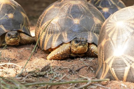 Foto de Tortugas radiadas - Astrochelys radiata - Especies de tortugas en peligro crítico, endémicas de Madagascar, caminando sobre suelo arenoso, detalle de primer plano - Imagen libre de derechos