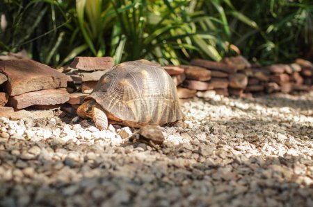 Foto de Tortuga caminando sobre pequeñas piedras tierra en el patio, otro pequeño animal cerca - Imagen libre de derechos