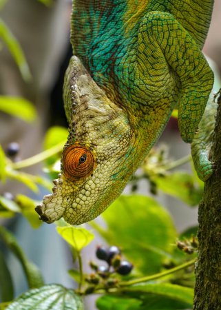 Photo for Parson's chameleon (Calumma parsonii) walking down the tree, closeup detail blurred plants background - Royalty Free Image