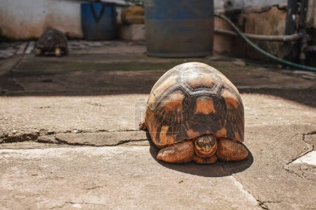 Foto de Tortuga mantenida como mascota caminando sobre piedras tierra en el patio, otro fondo borroso animal, detalle de primer plano, solo cara en foco - Imagen libre de derechos