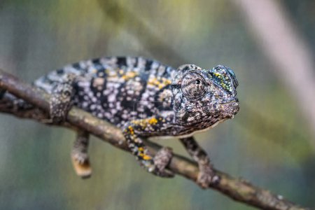 Photo for Small jewelled chameleon - Furcifer lateralis - walking over thin tree branch, closeup detail - only eye in focus - Royalty Free Image