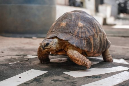 Foto de Tortuga mantenida como mascota caminando sobre piedras suelo en patio, detalle de primer plano, solo cara en foco - Imagen libre de derechos