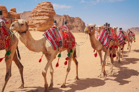 Foto de Grupo de camellos, asientos listos para los turistas, caminando en el desierto de AlUla en un día soleado brillante, detalle de primer plano. - Imagen libre de derechos