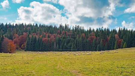 Téléchargez les photos : Prairie forestière d'automne, avec pâturage troupeau de moutons dans la distance, arrière-plan de conifères paysage typique slovaque de la région de Liptov - en image libre de droit