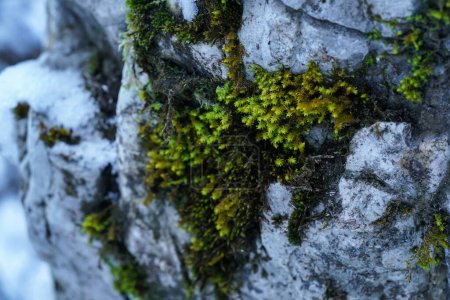 Téléchargez les photos : Mousse verte fine poussant dans la forêt sur des roches blanches - fond de neige trouble, détail macro rapproché - en image libre de droit