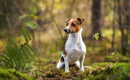 Téléchargez les photos : Petit Jack Russell terrier assis sur un sentier forestier avec des feuilles, de la mousse et des brindilles, fond d'arbres flous - en image libre de droit