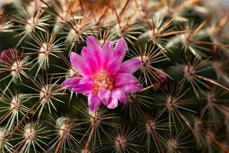 Small pink cactus - Mammillaria species - flower, closeup macro detail